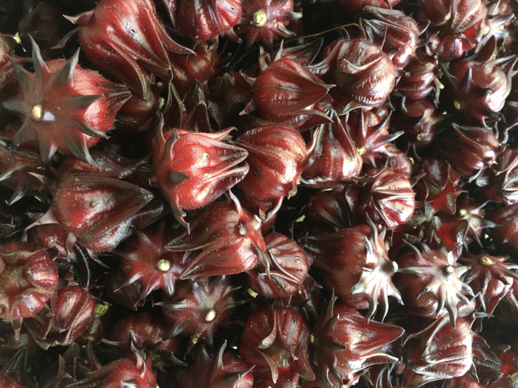 Roselle calyxes